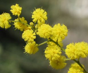 Menù Festa della Donna